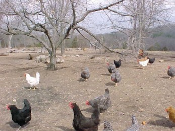 Yardbirds