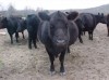 fat cows